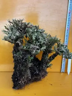 2025年最新】イワヒバの人気アイテム - メルカリ