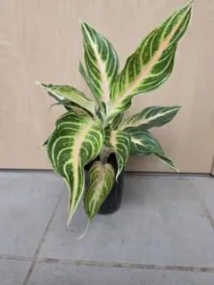 アグラオネマ ニティドゥム カーティシー 観葉植物 LEON レオン - メルカリ