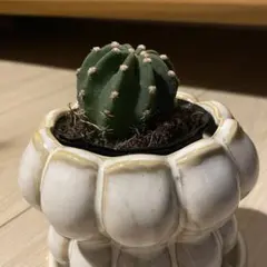 ❤️人気観葉植物❤️】金烏帽子キンエボシサボテン バニーカクタス