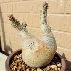 2025年最新】グラキリス 現地球の人気アイテム - メルカリ