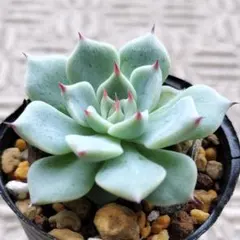 そわそわ ミックスベリア おらいさん苗 多肉植物 - メルカリ