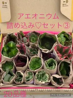 アエオニウム カット苗♡詰め込みセット③(メルカリ便)