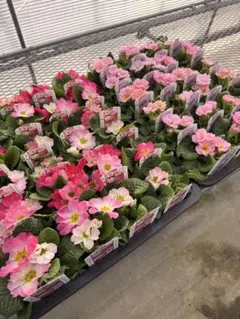 あんさく様専用