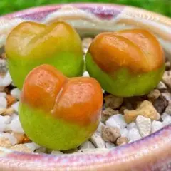 kadomom☆プロフ要確認❣様 リクエスト 2点 まとめ商品