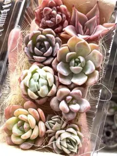 現品のみ❣️ピンク系8苗詰め合わせセット❣️多肉 韓国苗 寄せ植え カット苗