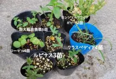 2681L クリスマスローズ2026年選抜発芽苗4苗セットL - メルカリ