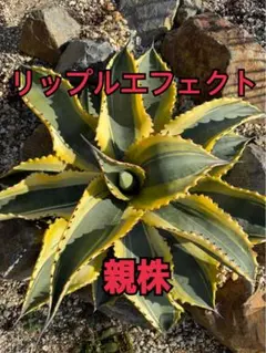 メルカリ便発送‼︎　リップルエフェクト　ランナー子株　鉢付き発送‼︎ 2025年最新】リップルエフェクトの人気アイテム - メルカリ