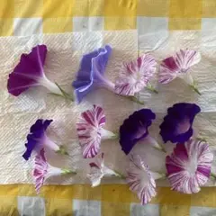 ９月18日限定発送❣️❣️乾燥朝顔の花材12個セット