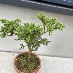 八房杉　盆栽 真柏 鉢植え⑤のサムネイル