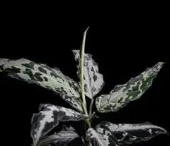 AZ便\"KÄMPFER\" アグラオネマ ピクタム マルチカラー ケンプファー AZ便