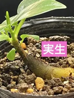 研究用7年目◽️パンダガジュマル◽️実生 実生◽️パンダガジュマル◽️研究用7年目