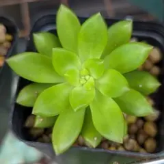 エケベリア Treasure Map錦 多肉植物 美斑入り - メルカリ