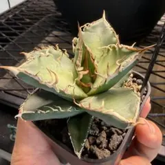 2025年最新】オテロイ実生の人気アイテム - メルカリ