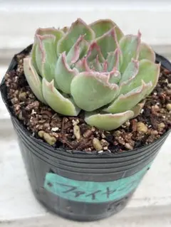 多肉植物 ♡ フリル系エケベリア ♡ プリンセスパール ♡ 抜き苗