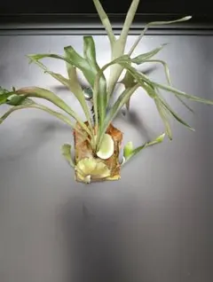 P.veitchii sp. sporeling TIP#2 ビカクシダ - メルカリ