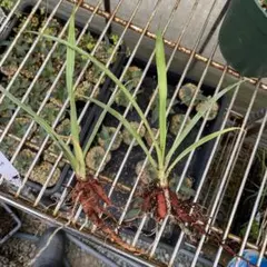 nao92様 リクエスト 2点 3枚目写真おまけです。