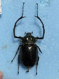 2026年最新】コガネ 標本の人気アイテム - メルカリ