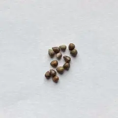 7月採れたて】ユーフォルビア オベサ 種子 10粒＋おまけ2粒（匿名配送