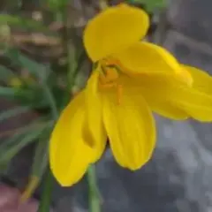 ゼフィランサス黄色、マリーゴールド、ハイビスカスローゼル、オクラ、ニラ、ひまわり