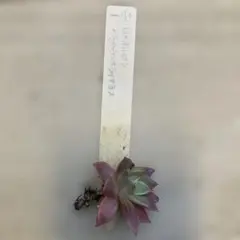 2025年最新】ミソップ苗の人気アイテム - メルカリ