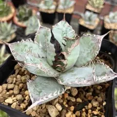 2025年最新】ライオンズメーンの人気アイテム - メルカリ