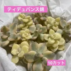 2026年最新】多肉植物錦の人気アイテム - メルカリ