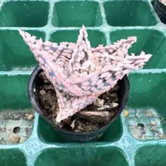 2026年最新】アロエハイブリッドの人気アイテム - メルカリ