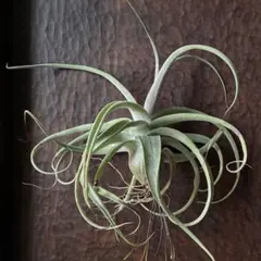 チランジア streptophylla Guatemela x DDD - メルカリ