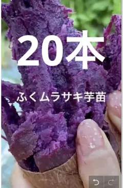 2026年最新】ふくむらさき 苗の人気アイテム - メルカリ