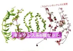 ネックレス系6種セット カット苗　斑入りハートカズラ　グリーンネックレス