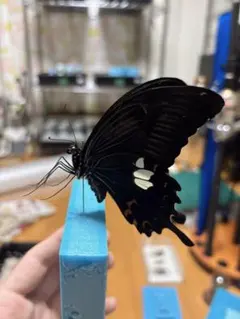 2025年最新】蝶 標本の人気アイテム - メルカリ