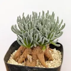 2025年最新】フィロボルス ラビエイの人気アイテム - メルカリ