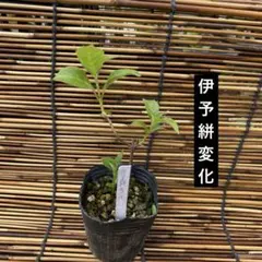 きみっち様 リクエスト 3点 まとめ商品