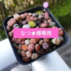 なつ★様 リクエスト 2点 まとめ商品