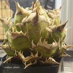 2026年最新】レッドキャットウィーズルの人気アイテム - メルカリ