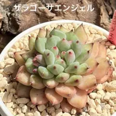 現物］多肉植物 韓国苗 スウェットボール ① スエットボール - メルカリ