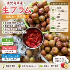 信州中野産 旬のプラム 約2kg家庭用】 本州クール便送料込み - メルカリ