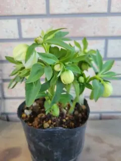 2026年最新】クリスマスローズリトルビーストの人気アイテム - メルカリ