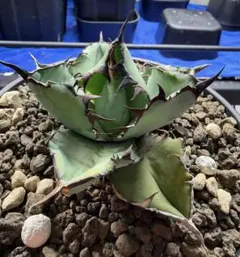 2026年最新】アガベ ブラック&ブルー ボールの人気アイテム - メルカリ