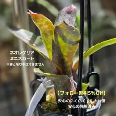 ネオレゲリア ベストオブショー ②】発根済♪未開花株♪タンク