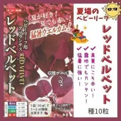 【野菜の種】レッドベルベット１０粒　夏こそ赤い！猛暑に強いベビーリーフのサムネイル