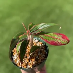 アグラオネマ レッドゴールド