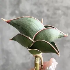 ☆S-5 超稀少 サンスベリア スノーホワイト 斑入り メルカリ発送 2025年最新】スノーホワイト サンスベリアの人気アイテム - メルカリ