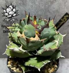 2025年最新】姫厳竜 チタノタの人気アイテム - メルカリ