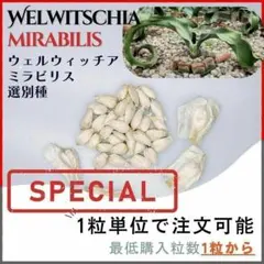 2025年最新】ウェルウィッチアの人気アイテム - メルカリ