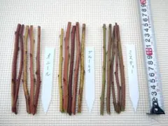 Mr.Sho様 専用 挿し穂 ミスティー、オニール、ブルーレイ 各5本