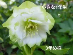 2025年最新】クリスマスローズ ピエラの人気アイテム - メルカリ