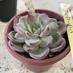 2026年最新】ブルーベリームーン 多肉の人気アイテム - メルカリ