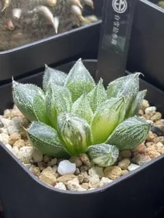 多肉植物 ハオルチア 玄氷錦 - メルカリ