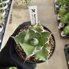 アガベ チタノタ シーザー2個セット 鉢植え 鉢ごと - メルカリ